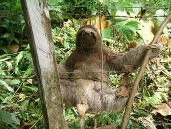 High Definition Wallpaper Sloth Desktop HD