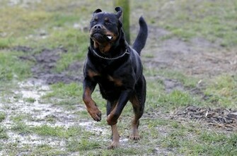 Rottweiler Wallpaper