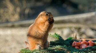 Wallpaper Cute Gopher Eat Carrots UHD 4k Picture