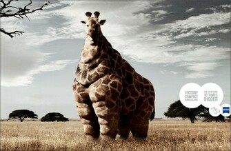 Funny Animals With Sayings Cool HD Wallpaper