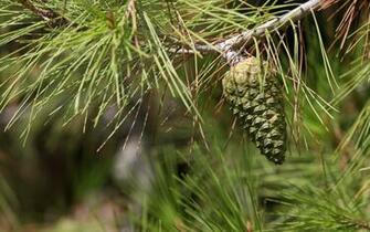 Pine Cone Wallpaper Archives HDwallsource