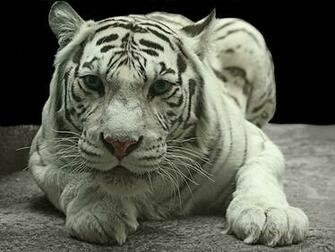 Baby White Tiger Wallpaper