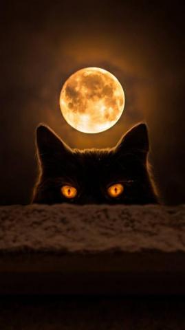 Cat Moon Wallpaper By Efforfake