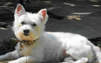 Westie Dog Wallpaper