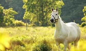 Horse Spring Field Pictures Photo Animals Desktop Wallpaper