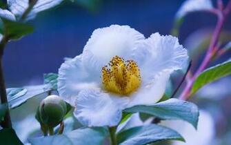 Wallpaper Peony White Bud Petals Bloom Flowers