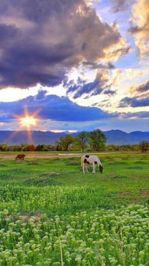 Spring Sunset iPhone HD Wallpaper