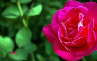 Wallpaper Gallery Rose Flower