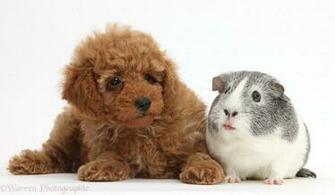 White Cute Puppy Wallpaper With