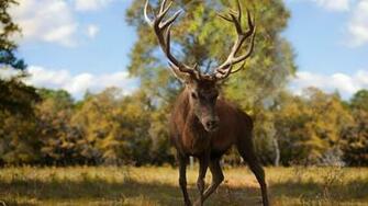 Wallpaper Deer Antlers Grass Walk Full HD 1080p