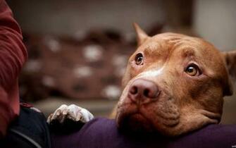 American Staffordshire Terrier HD Wallpaper
