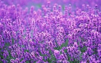 Purple Lavender Colors Photo