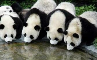 Panda Wallpaper