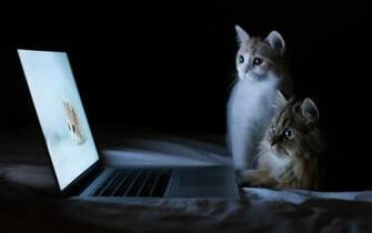 Best And Coolest Collection HD Wallpaper Ever Random Story