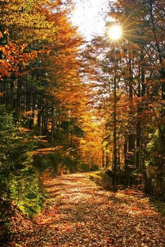 Autumn Jpg 20trail