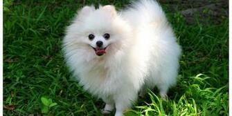 Home Pomeranian HD Wallpaper Puppies Price
