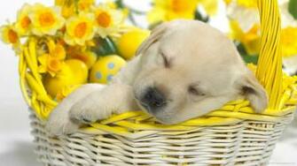 Cute Puppy Sleeping In An Easter Basket Wallpaper