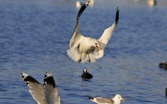 Image Wallpaper Pictures Winter Birds Ni306614