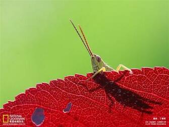 Peep Locust Wallpaper 10wallpaper