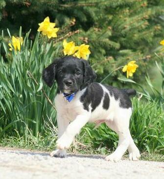French Brittany Dog And Flowers Wallpaper Jpg