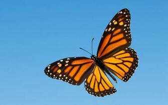 Monarch Butterfly Wallpaper Baltana