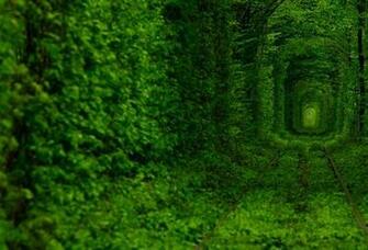 Exciting Color Tunnel Of Love Ukraine Colorful Places To Visit