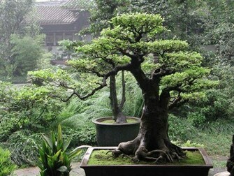 Bonsai Wallpaper