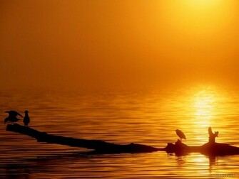 Nature Wallpaper Gallery