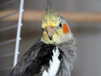 Cute Cockatiel Wallpaper First HD