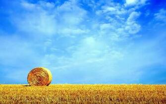 Grass On The Beautiful Wilderness Photography Wallpaper