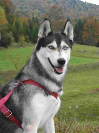 Husky Puppies Wallpaper Dogs