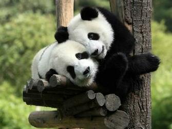 Wallpaper Collection Panda