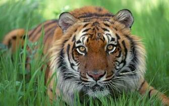 Wild Animal Desktop Wallpaper