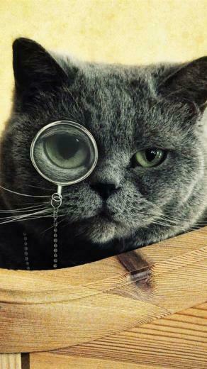 Cat Glasses Wallpaper For Galaxy S5