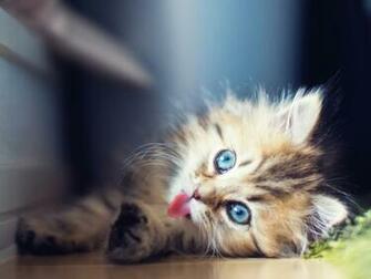 My Name Is Puff Cat Desktop Wallpaper Background