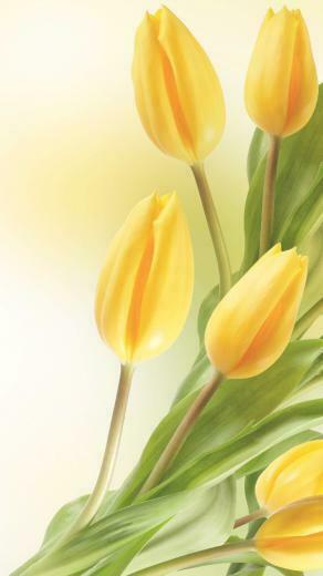 iPhone Flower Wallpaper In HD With Yellow Tulip For