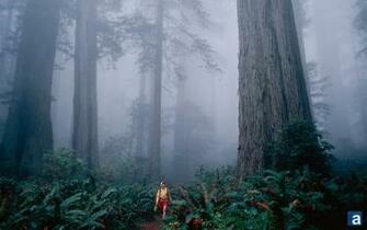 Wallpaper Beautiful Redwood Road Sequoia National Park