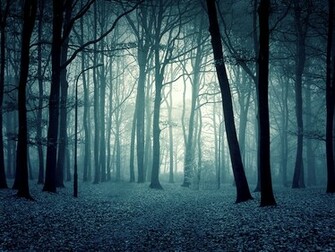 Forest Wallpaper Image Photos Pictures And Background For