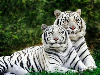 Tiger Wallpaper White Desktop