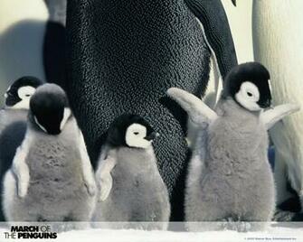 March Of The Penguins Wps Wallpaper