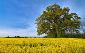 Swedish Fields Wallpaper HD