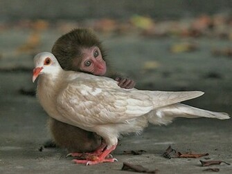 Wallpaper Best Cute Funny