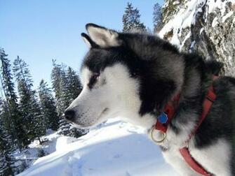 Alaskan Malamute HD Wallpaper