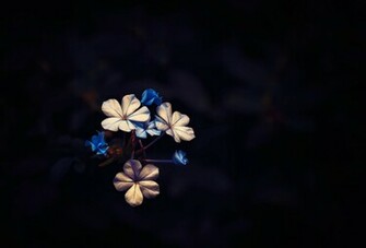 Flower Dark Revival Little Bloom Black Background HD Wallpaper