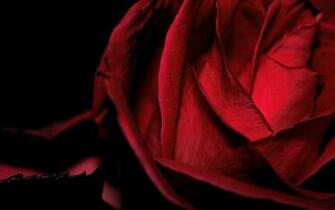 Red Flower Black Background