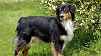 Wallpaper Australian Shepherd Furry Grass Walk