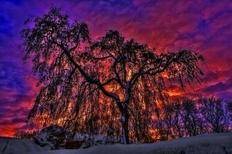 Purple Tree Wallpaper