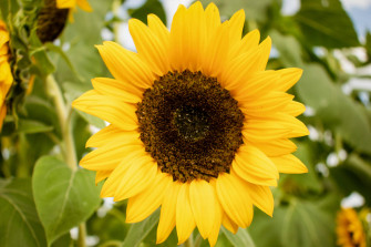 Sunflowers And Roses X Wallpaper