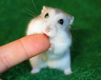 Cute Hamster Wallpaper