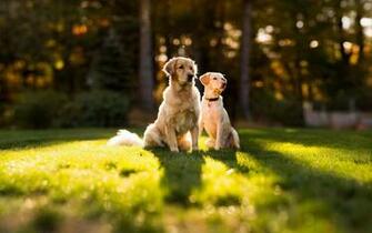 Golden Retriever Wallpaper Desktop Af33ni9 Jpg Picserio